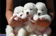 Charming Samoyed Pups Denver