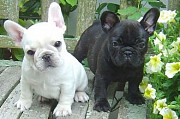 French Bulldog Puppies for Adoption Denver