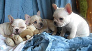 French Bulldog Puppies Available Denver