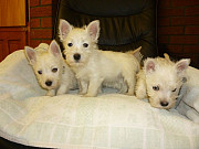 11 Weeks Old and West Highland Terrier Puppies. Denver