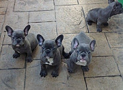 Top Quality Blue French Bulldog Puppies. Denver