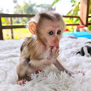 Macaque baby monkey for sale. Dunwoody
