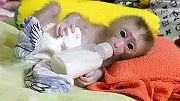 Macaque baby monkey for sale. Dunwoody