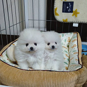 Pom puppies for sale from Lansing