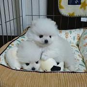 Pom puppies for sale from Lansing
