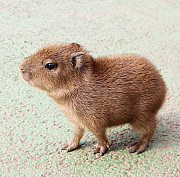 Capybara for Sale from Saint Paul