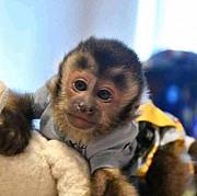 Adorable Sweat vet check baby capuchin monkeys from San Antonio