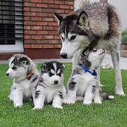 Adorable Blue eyed Siberian husky pups available from Denver