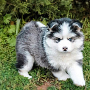 Adorable Blue eyed Siberian husky pups available from Denver
