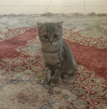 Kittens for sale Al Khawr