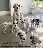 Goegeouse dalmatian puppies from Sydney