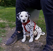 Goegeouse dalmatian puppies from Sydney