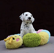 Healthy Dalmatian puppies for sale from Melbourne