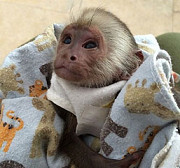 8 weeks male and female capuchin available Sacramento
