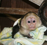 8 weeks male and female capuchin available Sacramento