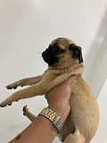Female Pug Puppy for sale from London