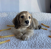 Miniature dachshund Los Angeles