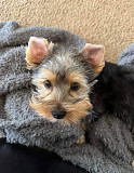 Yorkie Puppies from Georgetown