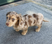 dachshund puppies New Bern