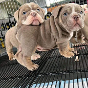 Bulldog Puppies Available Sacramento