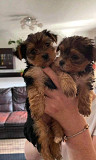 Yorkie puppies at affordable prices from Florida Ridge