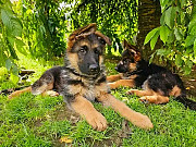 German shepherd puppies are ready to go home Cardiff