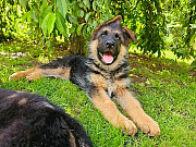 German shepherd puppies are ready to go home Cardiff