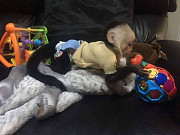 Capuchin and marmoset monkeys from Augusta