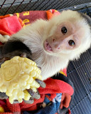 Squirrel monkeys,Capuchin monkeys,Spider monkeys,chimpanzees and Marmosets for sale New York City