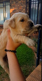 Golden Retriever Puppy from Pretoria