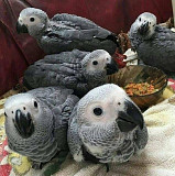 African grey parrots from Denver