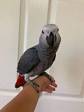 African grey parrots from Denver