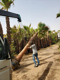 Date palm and washingtonian palm trees for sale Dubai