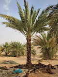 Date palm and washingtonian palm trees for sale Dubai