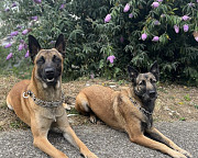 Malinois for rehoming to good and loving homes  from Kansas City