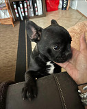 French bulldog puppies for sale Evanston