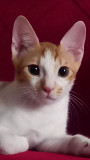 Kitten/ Cat adoption Jeddah