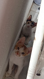 Kitten/ Cat adoption Jeddah