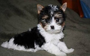 Yorkie Puppies for Sale Denver