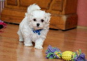 Top Quality Maltese Pups for Adoption Denver