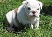 English Bulldog puppies for Sale from Lincoln