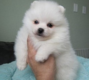 Cream White Pomeranian Puppies for Adoption from Albany