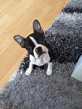 Adorable 11-Week-Old French Bulldog Puppies for Sale in Australia! Melbourne
