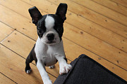 Adorable 11-Week-Old French Bulldog Puppies for Sale in Australia! Melbourne
