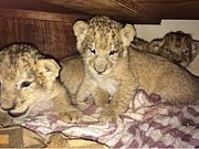 Healthy Lion Cubs for sale from Mecca