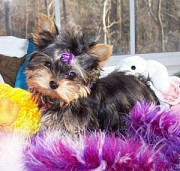 Quality Teacup Yorkie Puppies Available from Madison
