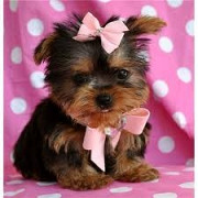 Potty Trained Teacup Yorkie Puppies For Re-Homing Denver