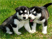 Smart Siberian Husky Puppies Madison
