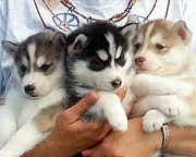 Beautiful Siberian Husky Puppies from Concord