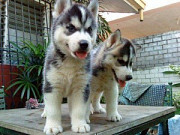Lovely Syberian Husky pupies for adoption Olympia